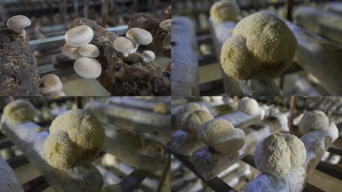 农村经济香菇种植收获菌菇种植采摘