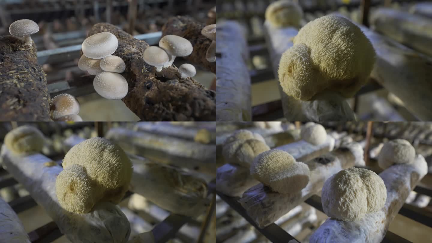 农村经济香菇种植收获菌菇种植采摘