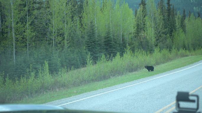 棕熊沿着公路走自驾游路边