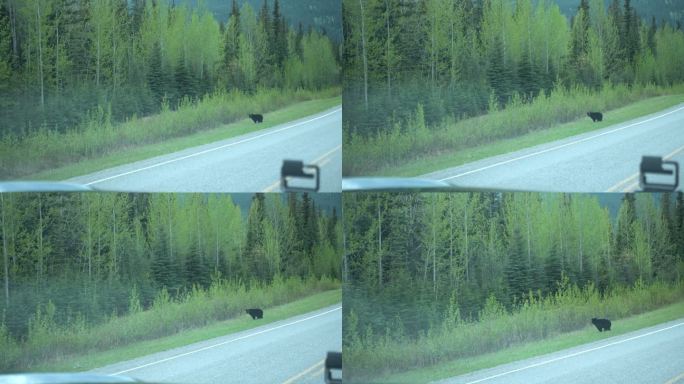 棕熊沿着公路走自驾游路边