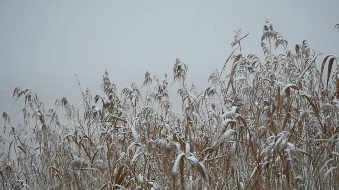 雪中芦苇