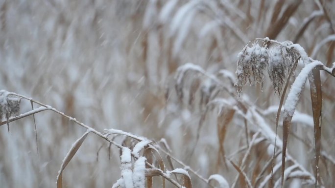 雪中芦苇