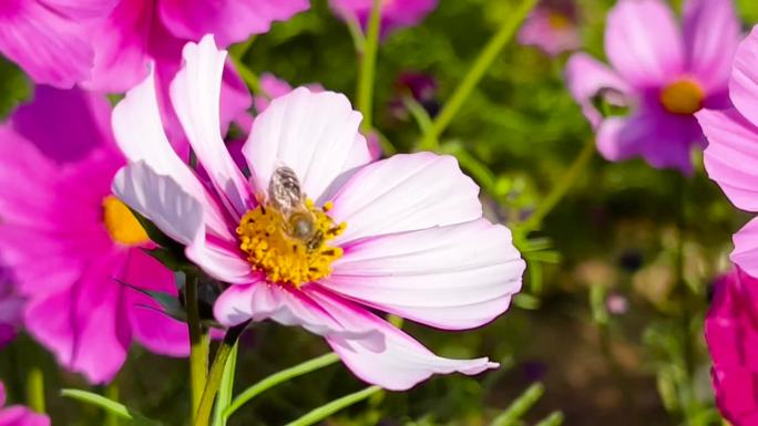 格桑花、花海、鲜花盛开绽放 04