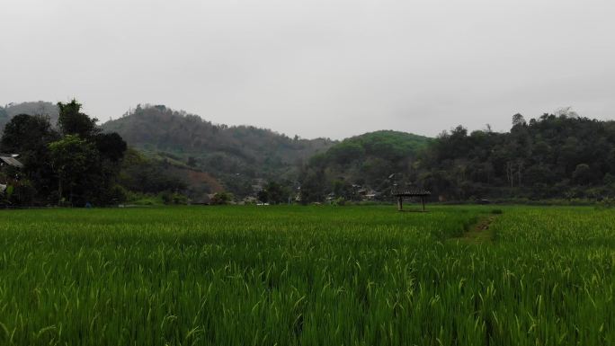 泰国美丽稻田农场乡村田野
