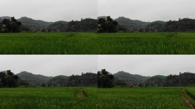 泰国美丽稻田农场乡村田野