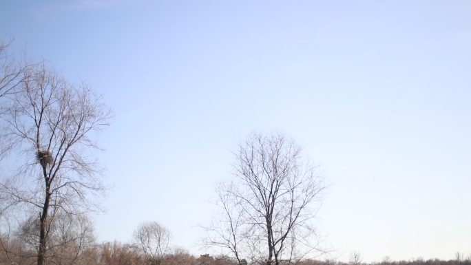 冬天的树