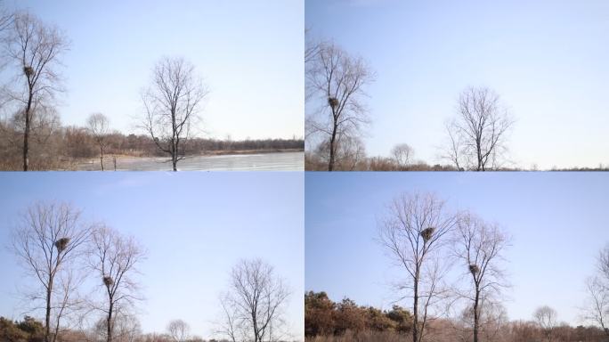冬天的树