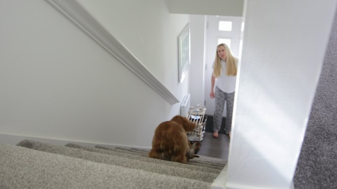 狗跑下楼梯楼道宠物狗养狗