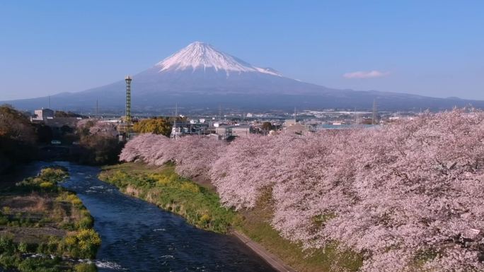 日本静冈县龙冈内富士山和樱花樱花的日本景观。