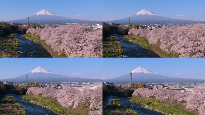 日本静冈县龙冈内富士山和樱花樱花的日本景观。