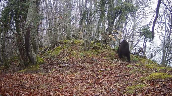 熊在树干上摩擦的跟踪镜头