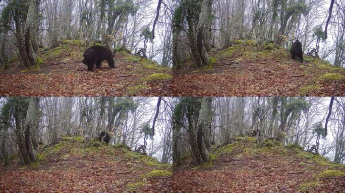 熊在树干上摩擦的跟踪镜头