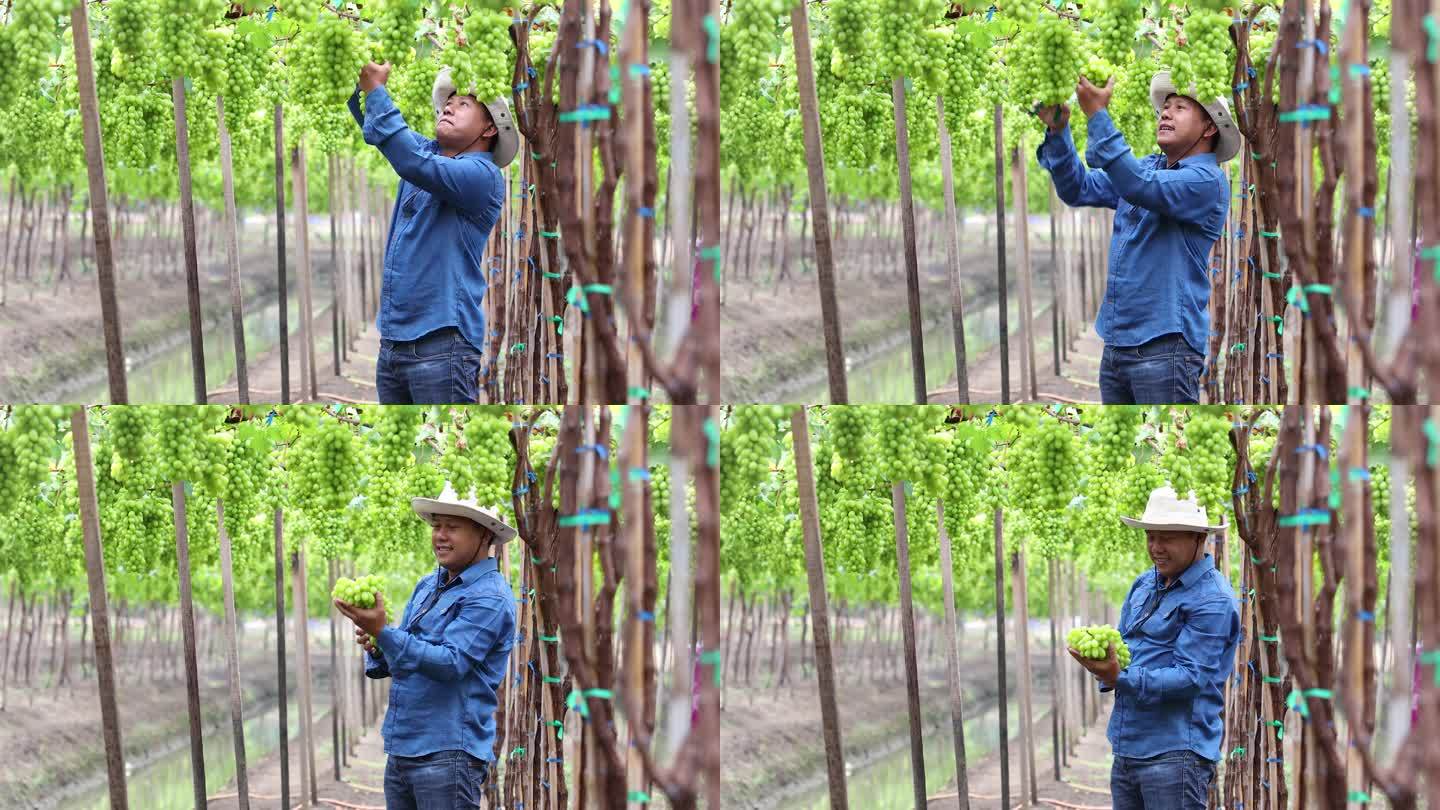 亚洲农民在葡萄园农场采摘和检查绿色葡萄，成熟的绿色葡萄准备收获。农业葡萄园。