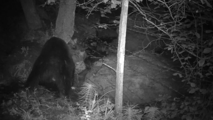 熊在一块大石头上摩擦的轨迹摄像头红外镜头