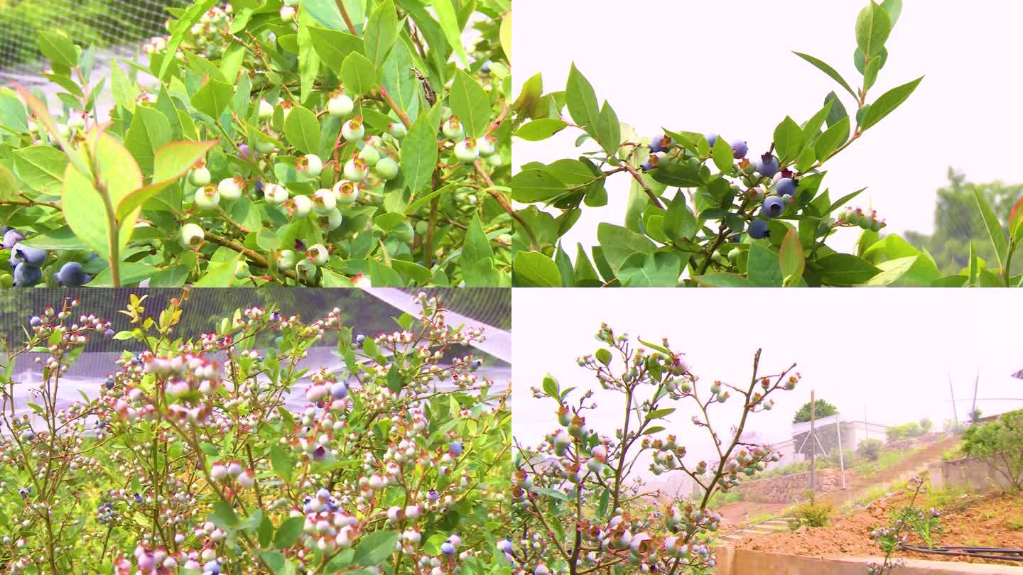 蓝莓种植 蓝莓 水果
