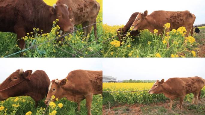 牛肉 养牛 放牛 生态