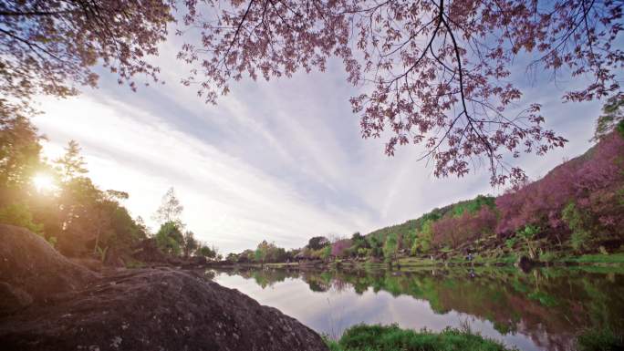 春粉色樱花樱花树山水风光景色美景