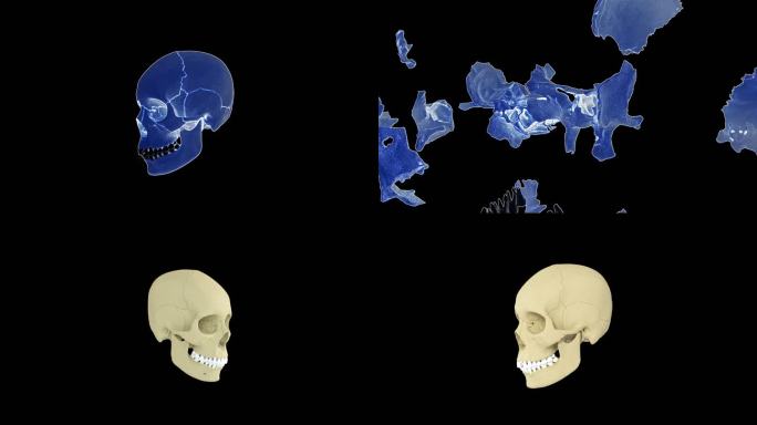 三维头骨分解动画