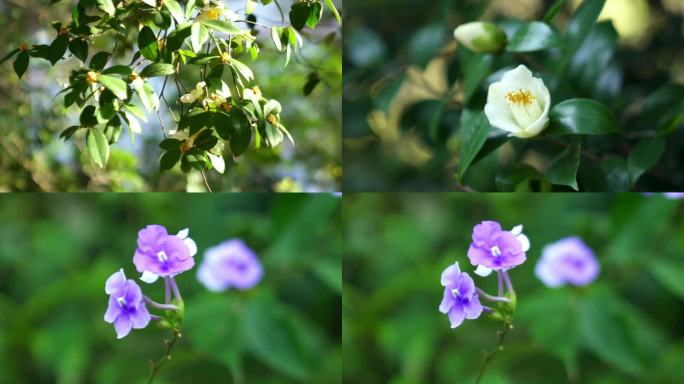 广州天河华南植物园山茶花合集