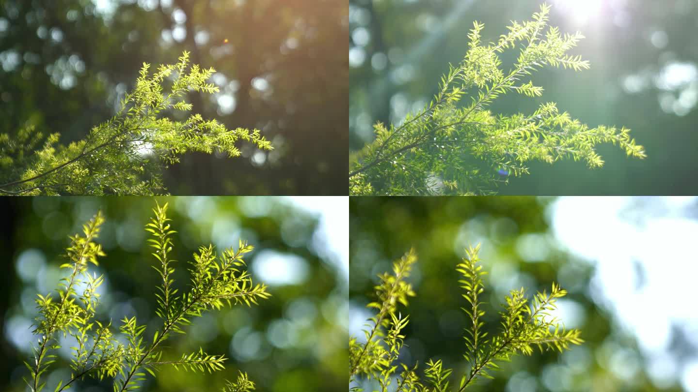 广州天河华南植物园树木阳光树叶合集