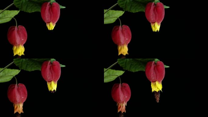 灯笼花开花 红萼苘麻开花 延时摄影