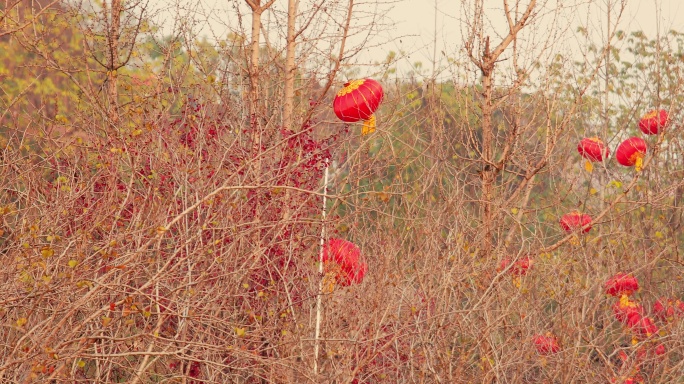 张灯结彩红红火火节日气氛