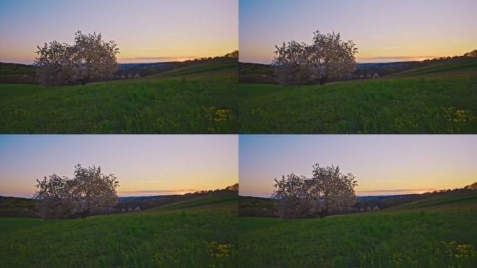 黄昏时分，在天空映衬下，绿色乡村景观中的樱桃树美景