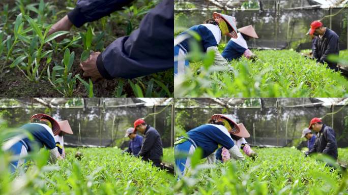 农民种植劳作铁皮石斛种植中草药铁皮石斛