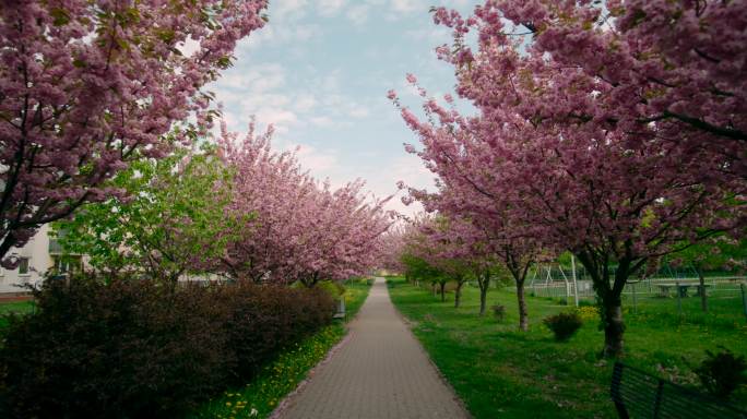 樱花隧道穿过樱花小路花朵开放盛开
