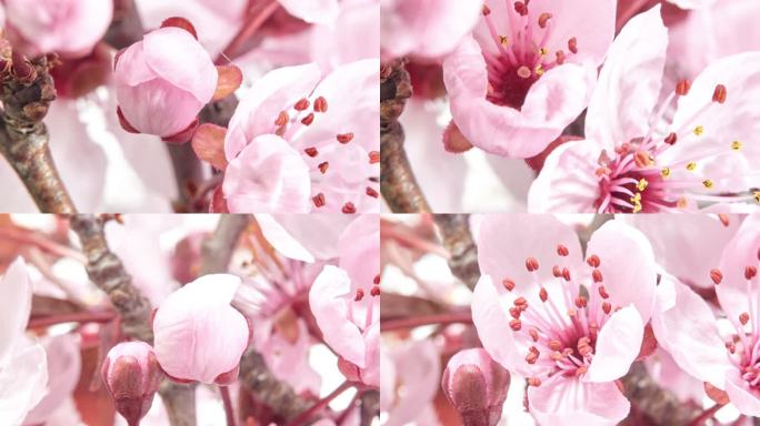 粉色樱花盛开-樱花