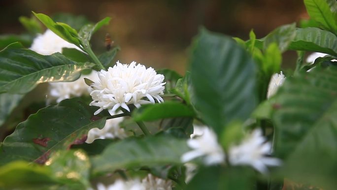 在泰国，咖啡农在树上采摘罗布斯塔咖啡，制作咖啡花茶。