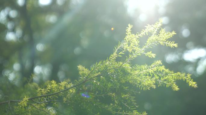 广州天河华南植物园树木阳光树叶合集