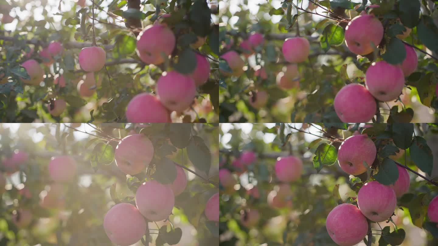 树上红苹果甘肃新疆溏心苹果红富士苹果园