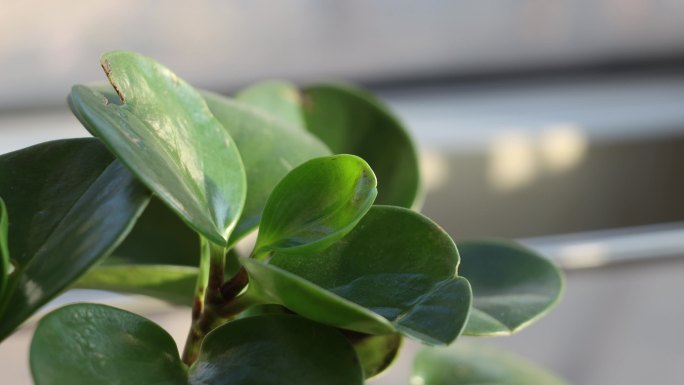 室内绿植雪水消融