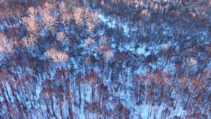 航拍冬季雪原红柳