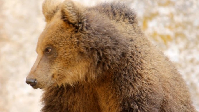 野生动物-棕熊蒙太奇高清视频