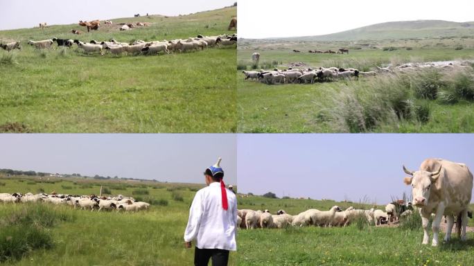 羊群 牧场 内蒙古 五畜