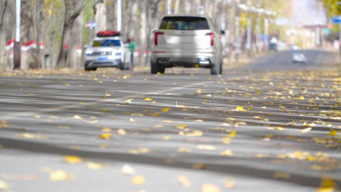 最美道路 路道 秋天枫叶落 秋天叶落