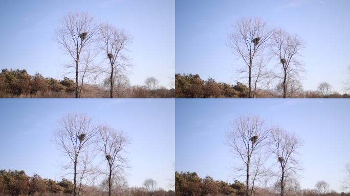 冬天的树