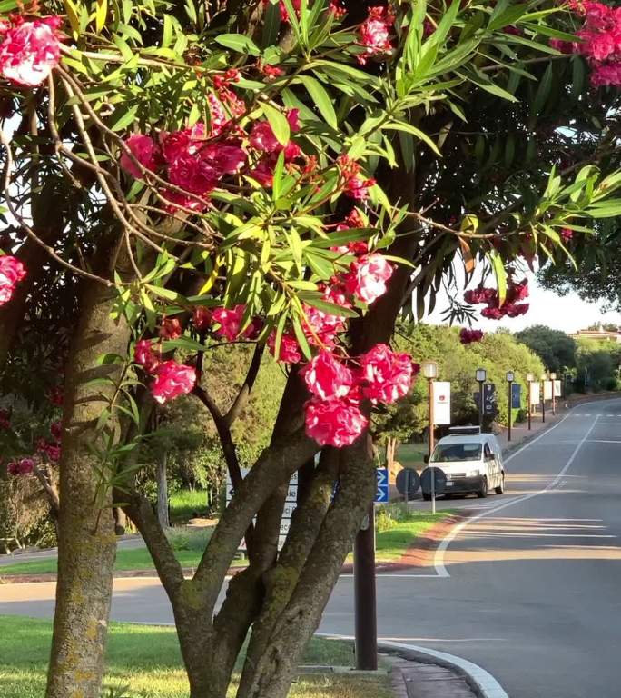 树上的花公路行驶路边树木开花