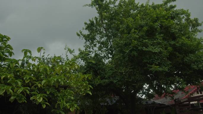 暴风雨中吹树木大风树枝