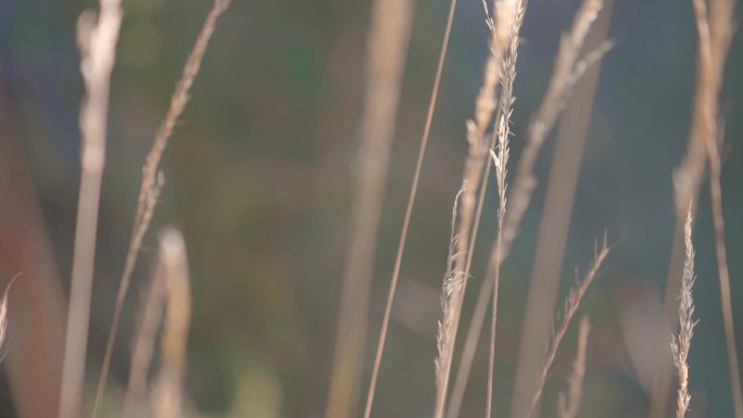 梦幻芦苇稻草野草大光圈特写4K