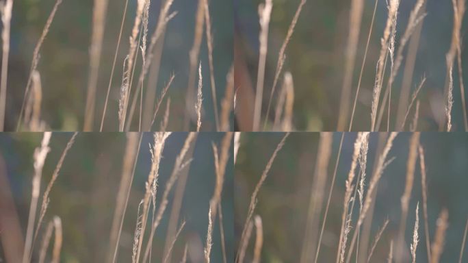 梦幻芦苇稻草野草大光圈特写4K