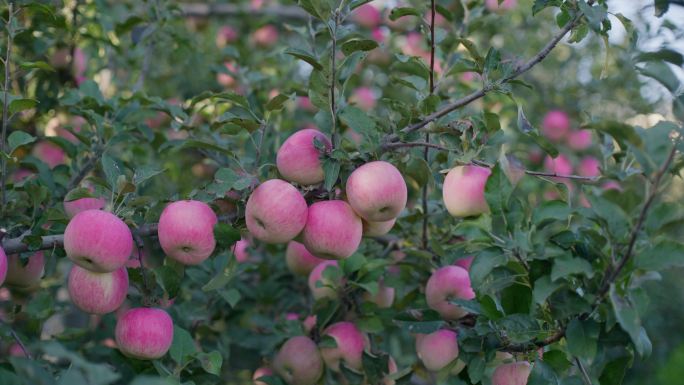 树上红苹果甘肃新疆溏心苹果红富士苹果园