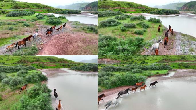 航拍在河流田野中奔跑的马群