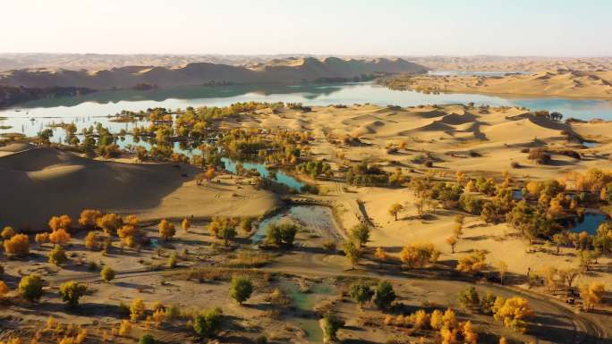新疆风景塔克拉玛干沙漠里的塔里木河胡杨林