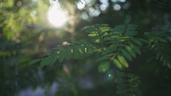清晨日出的逆光树叶和光斑