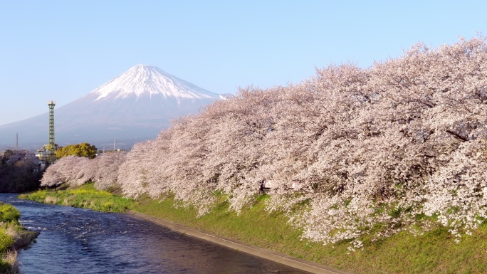 日本静冈县龙冈内富士山和樱花樱花的日本景观。