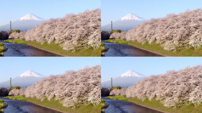 日本静冈县龙冈内富士山和樱花樱花的日本景观。