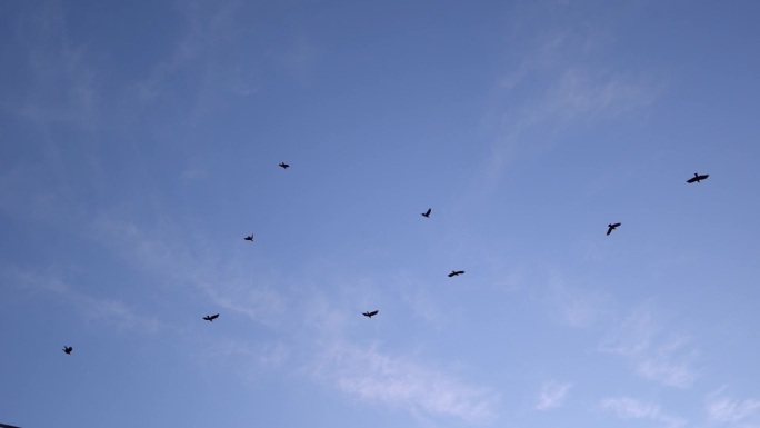 鸟群飞过